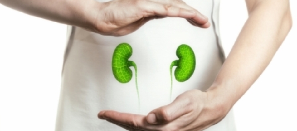 Illustration of kidneys